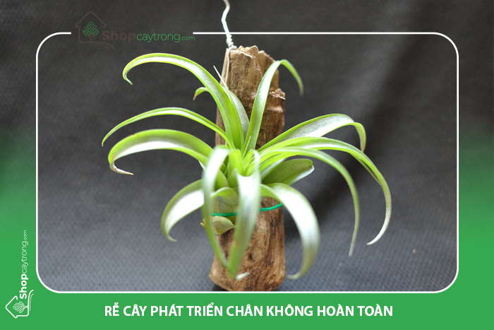 giá thể trồng cây từ không khí