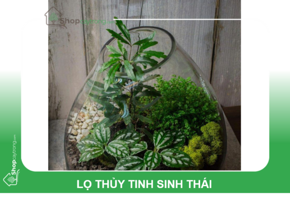 Lọ thủy tinh sinh thái