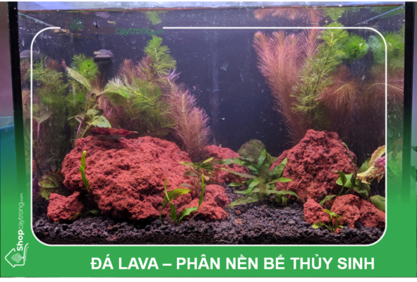 Đá lava - Phân nền bể thủy sinh
