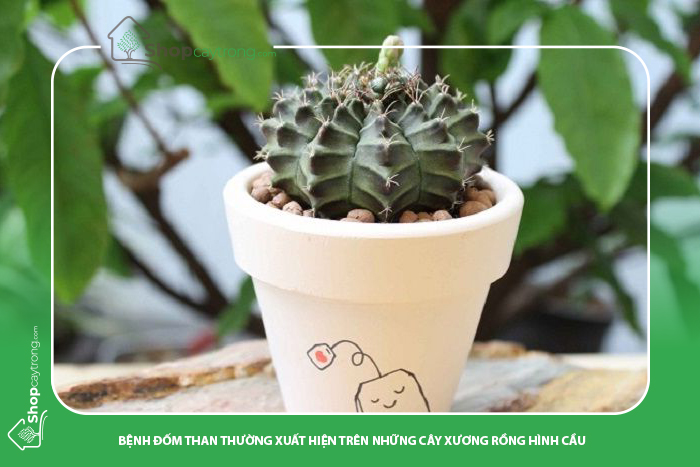 bệnh đốm than thường xuất hiện vào đầu mùa hạ và đầu đông