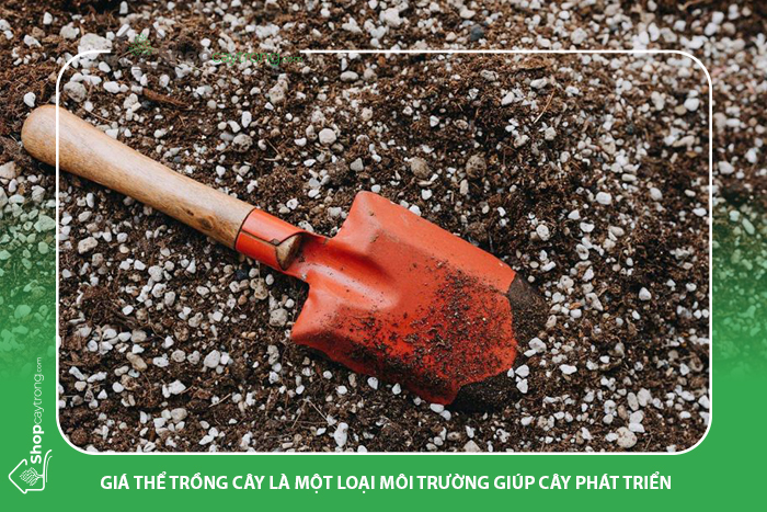 Giá thể trồng cây được biết đến như là một loại môi trường phát triển
