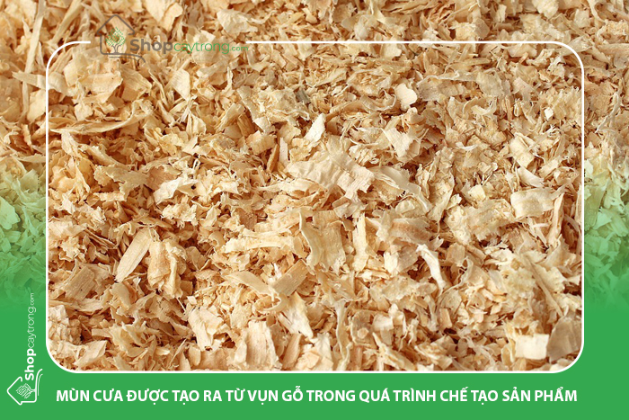 Mùn cưa giữ ẩm khá tốt, vì thế quá trình tưới nước phải vô cùng cẩn thận để không bị dư.