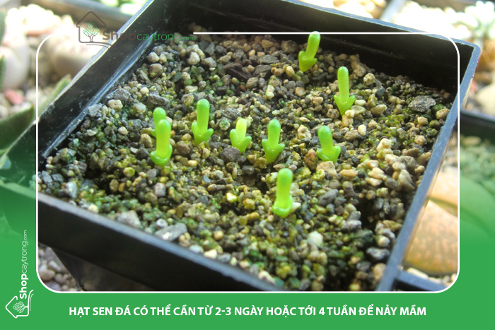 Nên bổ sung nước giúp hạt ươm sen đá nhanh nảy mầm