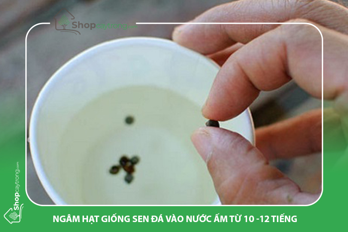 Nên xử lý hạt giống sen đá trước khi trồng