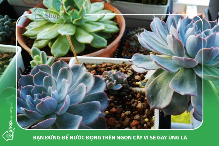 Chỉ cần tưới một lượng nước vừa đủ cho sen đá