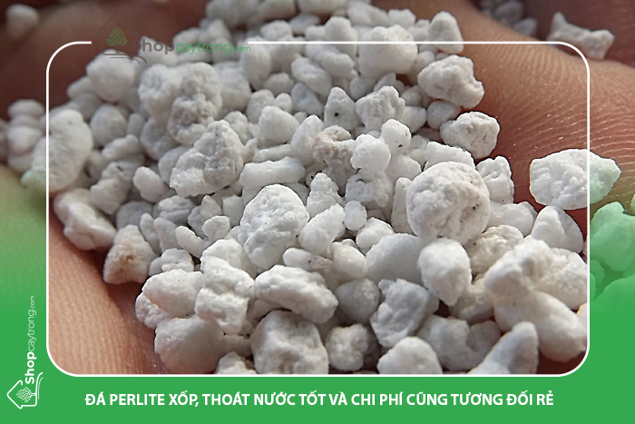 Đá trân châu là một trong những giá thể trồng thủy canh tốt nhất.
