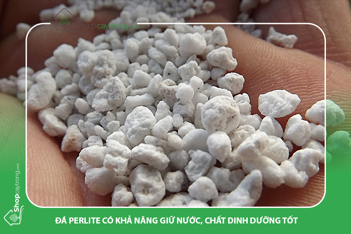 Đá Perlite cung cấp độ ẩm cho cây trồng