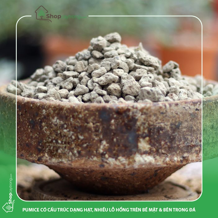 Pumice rất thích hợp để trồng sen đá