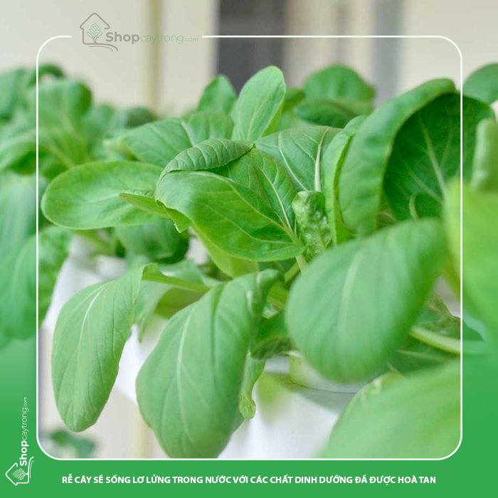 Trồng cây từ nước hay còn gọi là trồng thủy canh.
