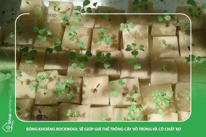 Bông khoáng Rockwool dạng khối và dạng tấm thường giữ độ ẩm khoảng 80%