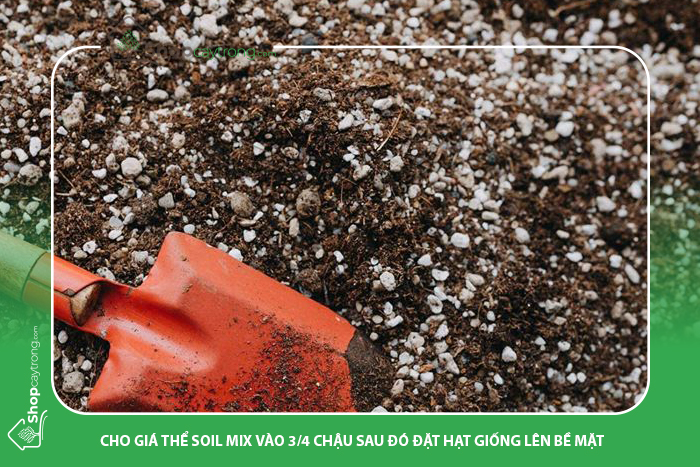Cho giá thể Soil Mix BA vào chậu