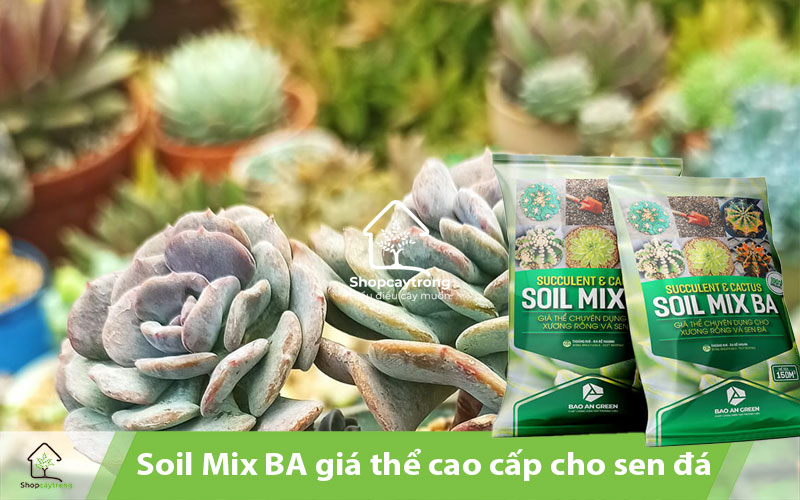 Giá thể trộn sẵn Soil Mix BA