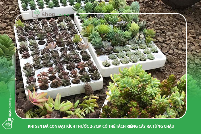 Tách sen đá ra riêng từng chậu