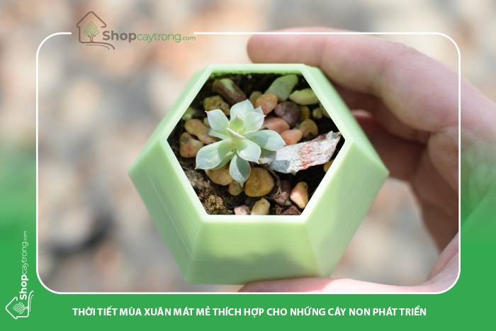 Nên nhân giống sen đá vào thời tiết mát mẻ