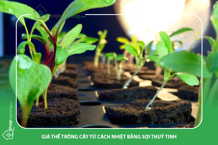 Sợi thủy tinh là giá thể trồng cây giữ nhiều nước