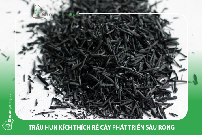Trấu hun có thể chứa các mầm bệnh gây hại