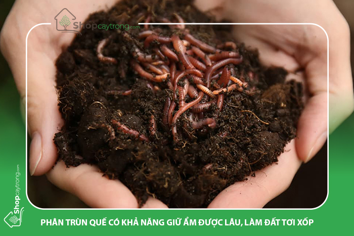 Phân trùn quế giàu dinh dưỡng