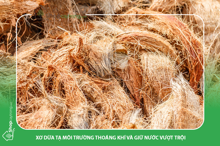 Xơ dừa trở thành một trong những giá thể trồng trọt phổ biến nhất