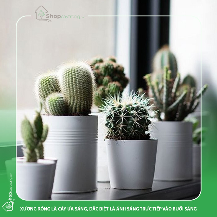 Cần điều chỉnh lượng nước tưới phù hợp khi trồng xương rồng