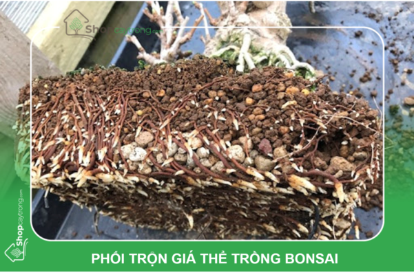 Phối trộn giá thể trồng Bonsai