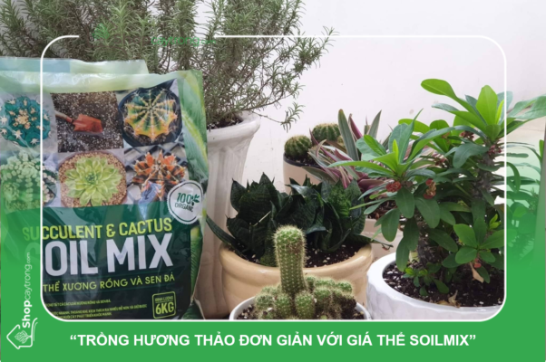 Giá thể trồng xương rồng, sen đá