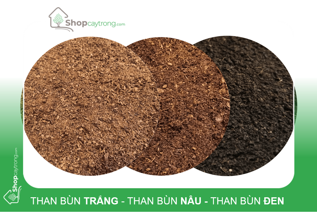Phân loại rêu than bùn dựa trên màu sắc của nó