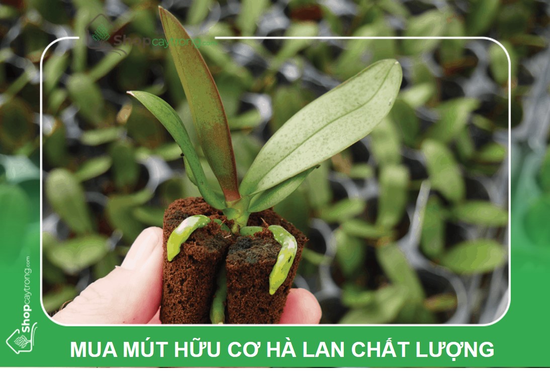 Sử dụng mút ươm Hà Lan chiết, giâm cành