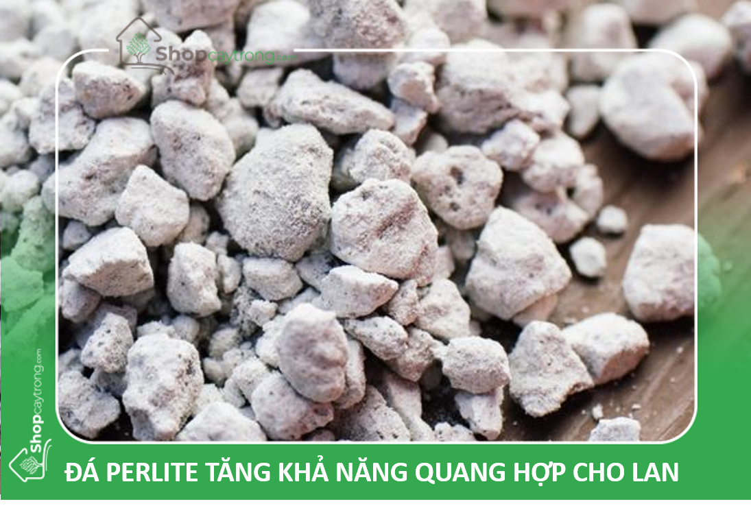 Giá thể Lan đột biến