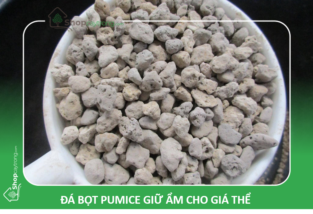 Giá thể Lan đột biến