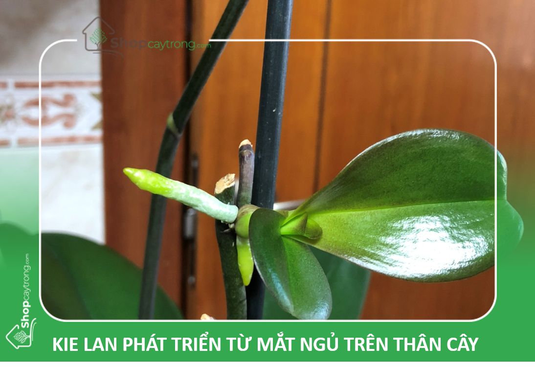 mút ươm keiki Lan