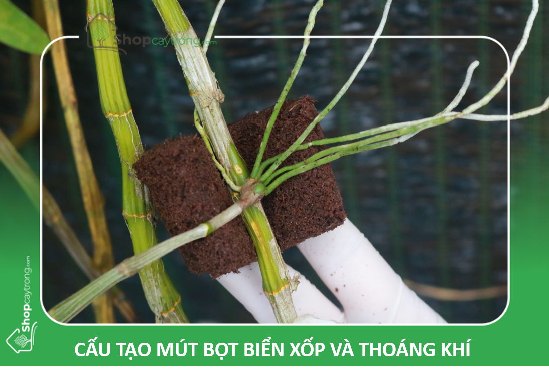 mút ươm keiki Lan