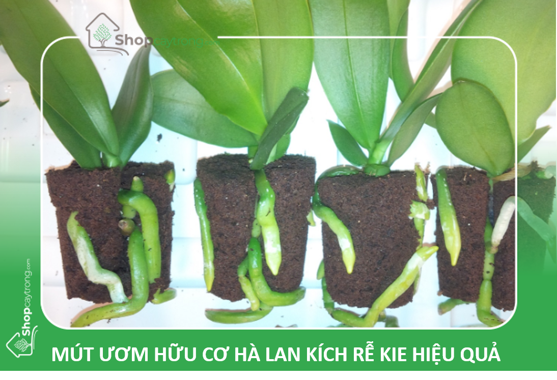 mút ươm keiki Lan