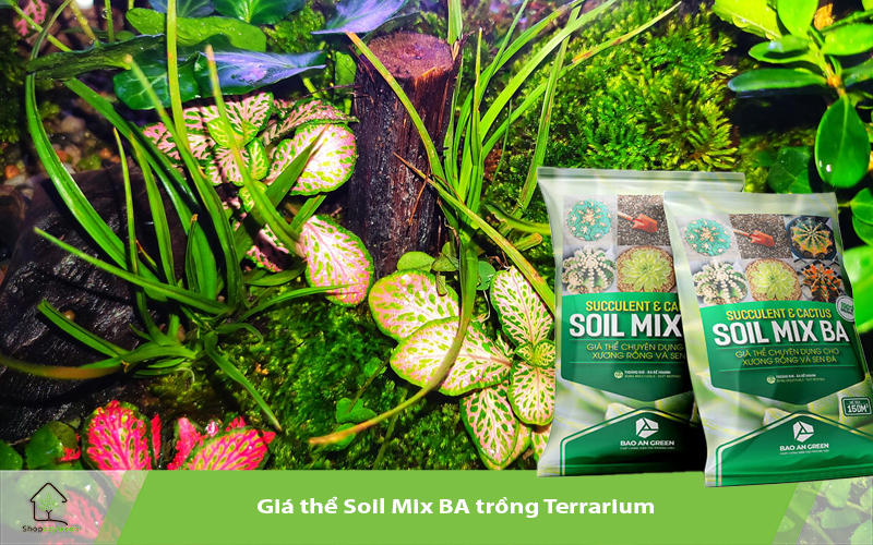 Giá thể Soil Mix BA làm Bồn sinh thái Terrarium