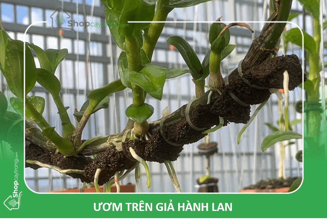 Ươm cây trên giả hành
