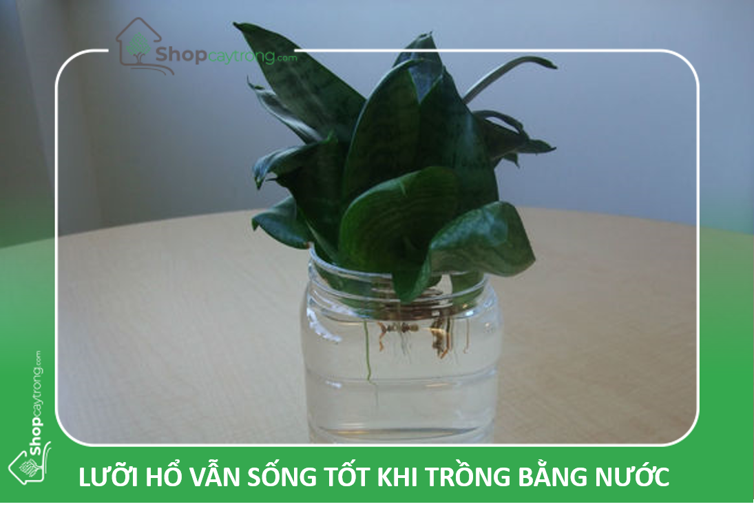 Lưỡi Hổ vẫn sống tốt trong môi trường nước