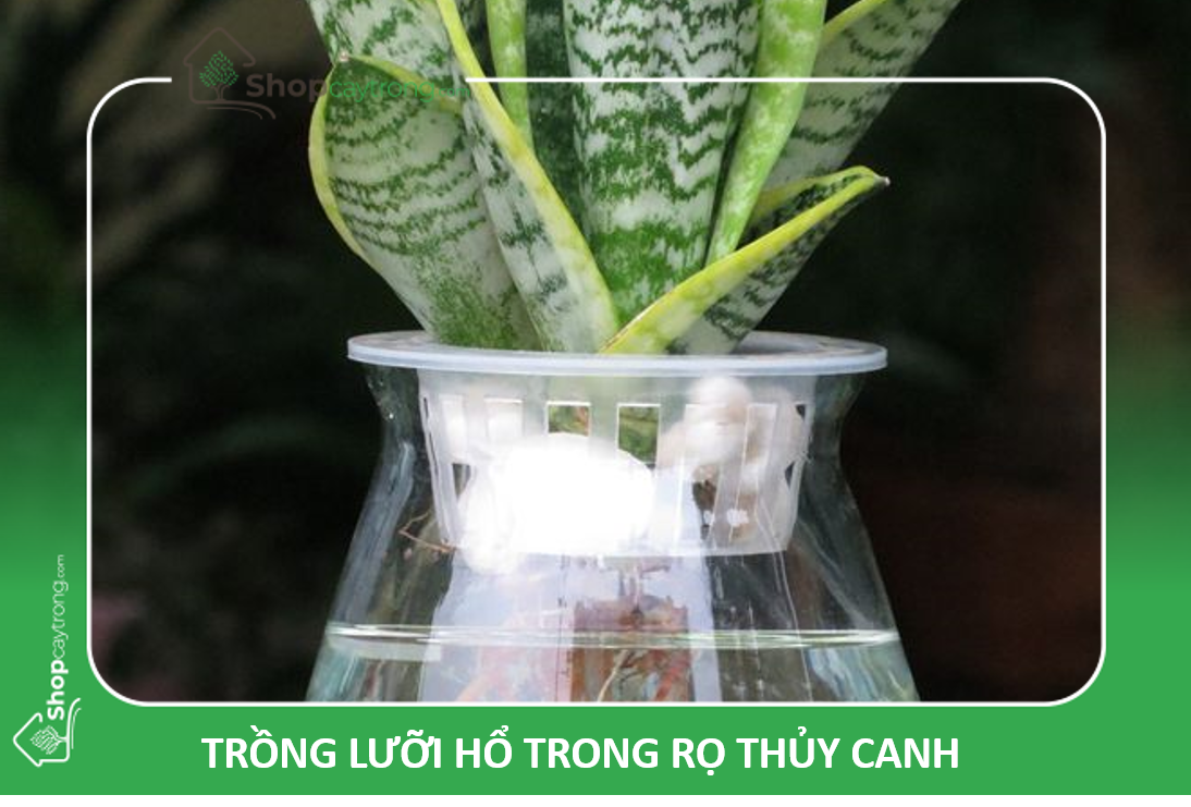 Cách trồng Lưỡi hổ cùng đá bọt Pumice