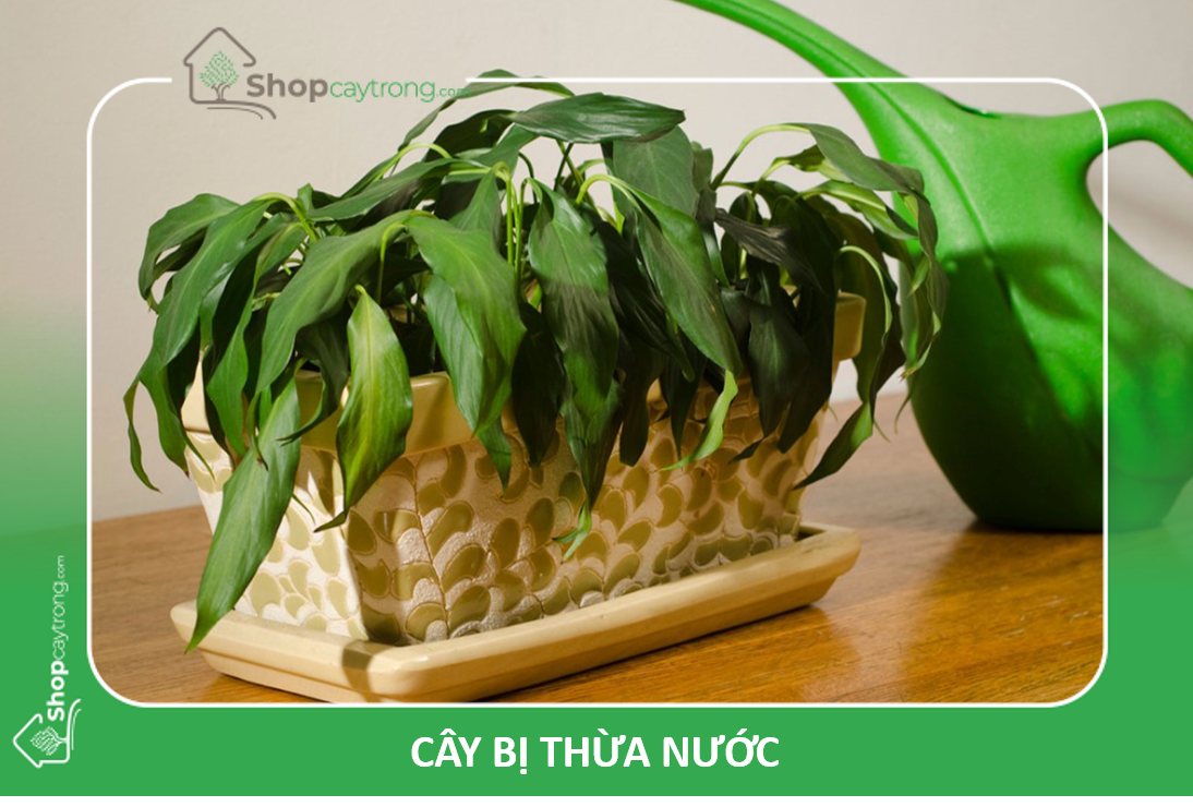 Cây bị thừa nước