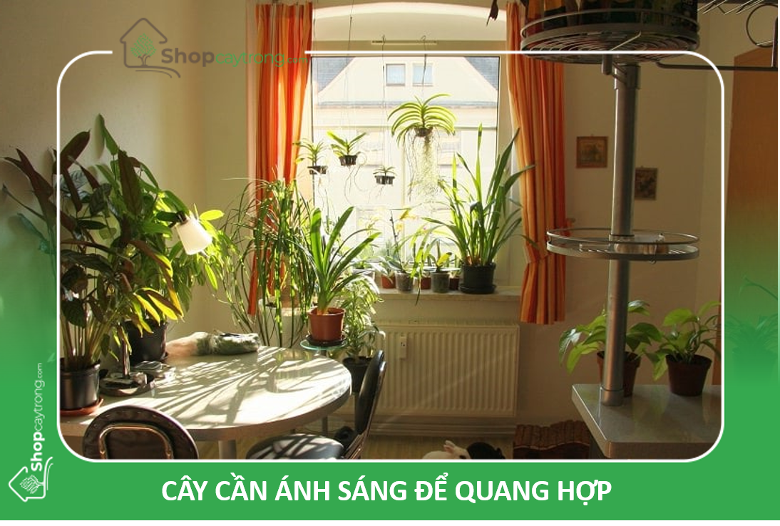 Cây cần ánh áng để quang hợp