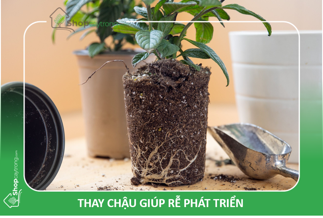 Thay chậu giúp rễ phát triển