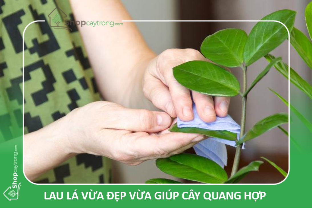 lau lá vừa đẹp vừa giúp cây quang hợp
