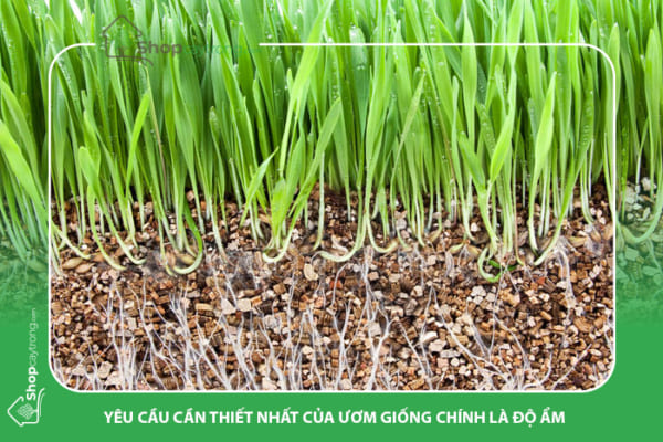Đá Vermiculite thích hợp sử dụng cho cây mới gieo hạt, chiết cành