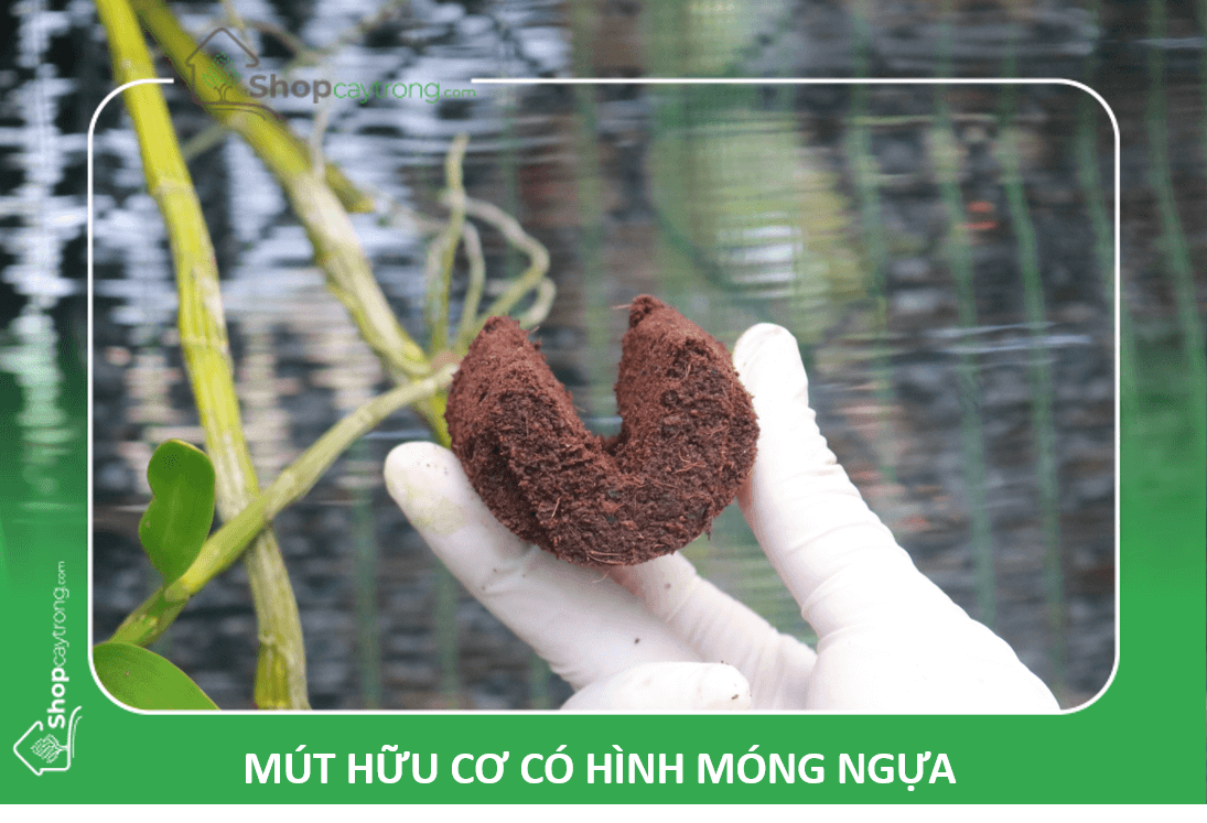Mút móng ngựa ươm Lan