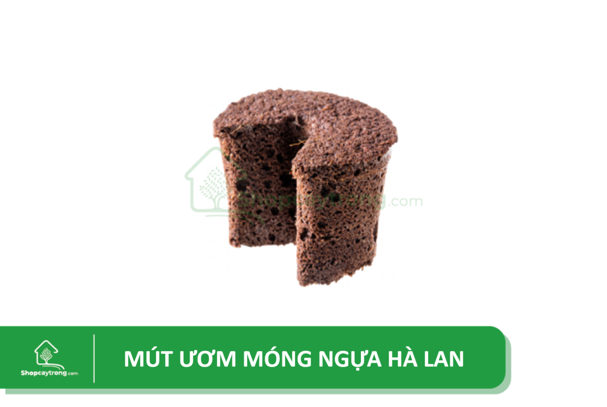 Mút ươm Hà Lan