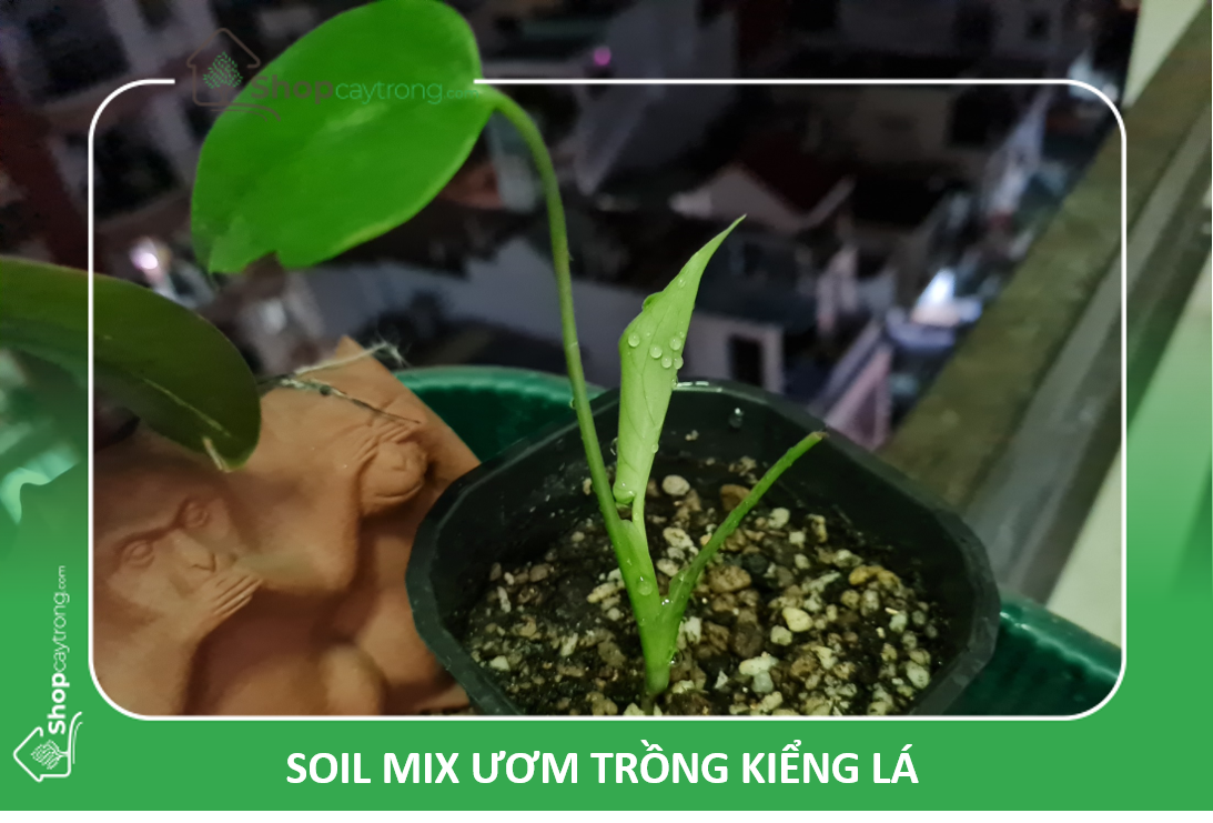 Soil Mix ươm kiểng lá