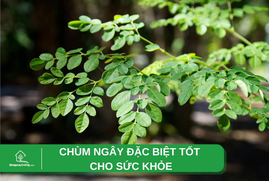 trồng chùm ngây