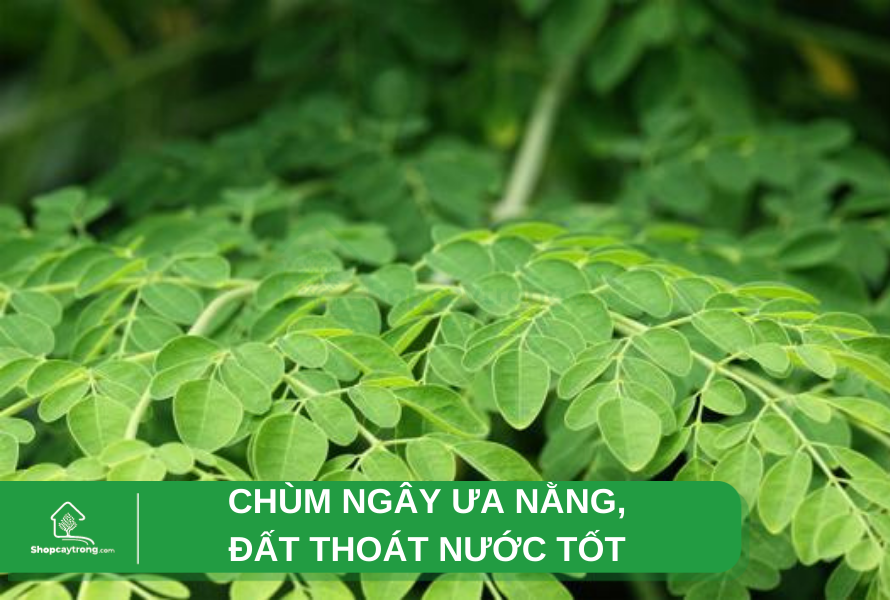 trồng chùm ngây