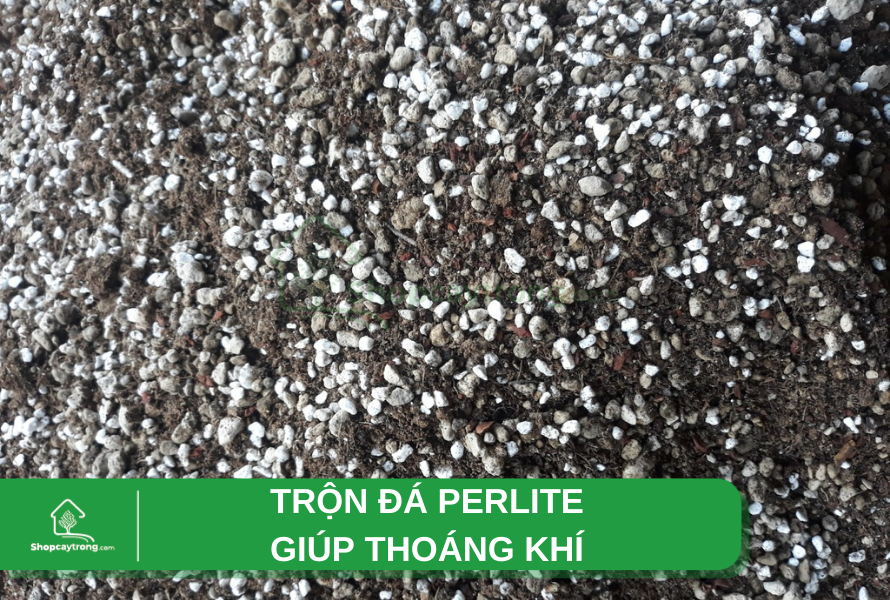 giá thể trồng chùm ngây