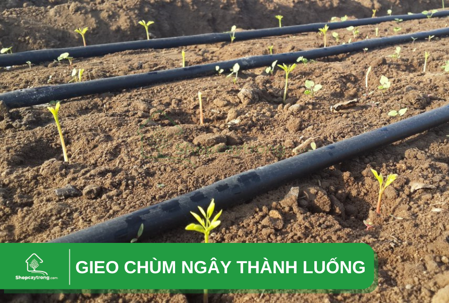 gieo chùm ngây