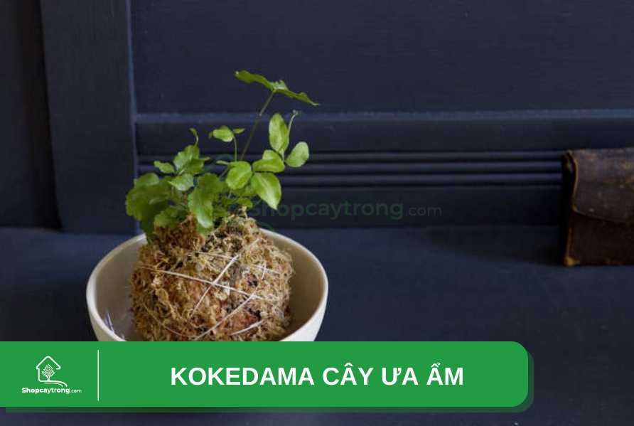 Làm cầu rêu cây ưa ẩm bằng Peatman và Akadama