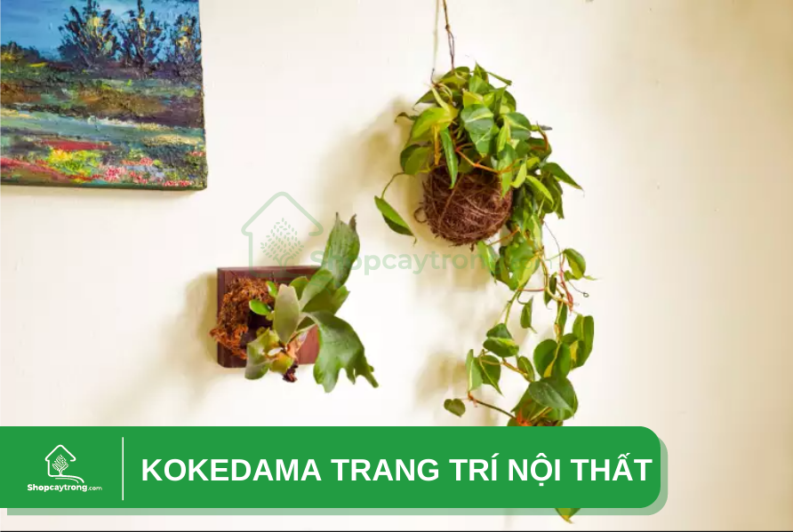 Nghệ thuật trang trí Kokedama